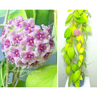 Hoya Aldrichii (พร้อมออกดอก)