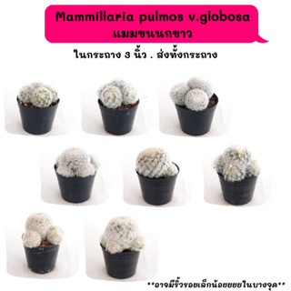 MT015 Mammillaria pulmos v.globosa (แมมขนนกขาว) cactus แคคตัส กระบองเพชร พืชอวบน้ำ พืชทะเลทราย