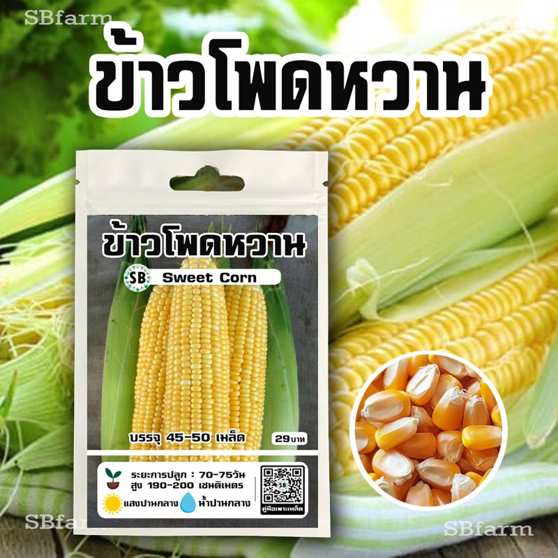 เมล็ดข้าวโพดหวาน(บิ๊กวัน) - หวาน,ฝักใหญ่,เมล็ดเรียงสวย [45-50เมล็ด/ซอง] โปรโมชั่น [ซื้อ 2 แถม 1ซอง]