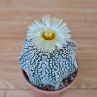 สายพันธุ์แแอสโตรไฟตัม ซุปเปอร์คาบูโตะ Astrophytum asterias cv. super kabuto