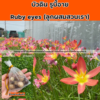 🌷บัวดิน Ruby eye สีส้มชมพู (ลูกผสมของสวนเรา)