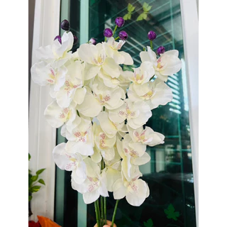 ดอกกล้วยไม้ ดอกฟาแลยผ้า (พร้อมส่งจากไทย)(ดอกกล้วยไม้1ก้าน บาน7+ตูม3 รวม10ดอกก้านยาว45ซม.)ดอกกล้วยไม้ง ดอกฟาแลน กล้วยไม้