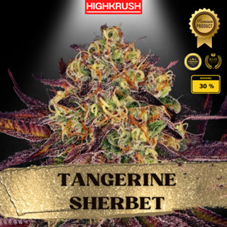 Tangerine Sherbet ค่าย Growers Choice โฟโต้ เพศเมีย ลำต้นแข็งแรงพร้อมลงดิน ต้นชำกัญชา,ต้นโคลนนิ่งกัญชา,ต้นกัญ,ต้นชำ