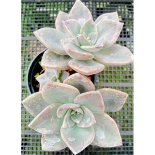 Graptoveria Richard ไม้อวบน้ำ กุหลายหิน กระถาง 3 นิ้ว