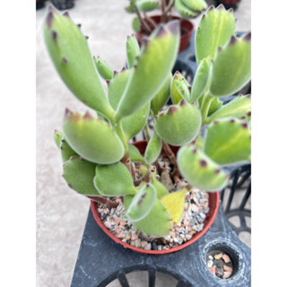 #อุ้งตีนหมี #Cotyledon Tomentosa ส่งพร้อมกระถาง #แคคตัส #Cactus #Succulent