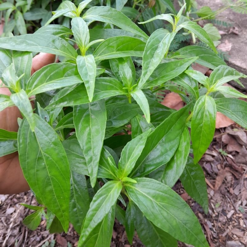🌱ต้นฟ้าทะลายโจรช่วยกระตุ้นสร้างภูมิคุ้มกันมีทั่งใบสดต้นสดต้นปลูกราคาเป็นกันเอง
