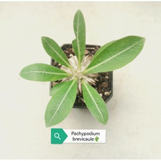 Pachypodium​ Brevicaule.​🌼​แถมตาหน่อ​ 3-4​ตา​🌵ฟร์อม​สวยน่าสะสม