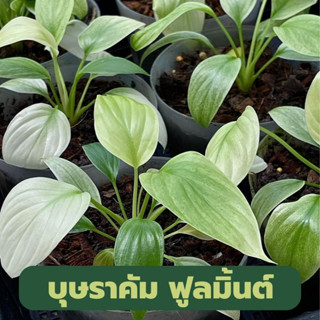 บุษราคัม ฟูลมิ้นต์  ไซส์ใหญ่ "กระถาง 4 นิ้ว" Homalomena rubescens Mint เสนห์จันทร์