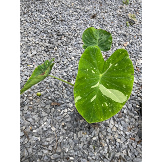 Colocasia Milky Way ใบกลม ลายสวย ต้นใหญ่ 💚💚🪴🪴