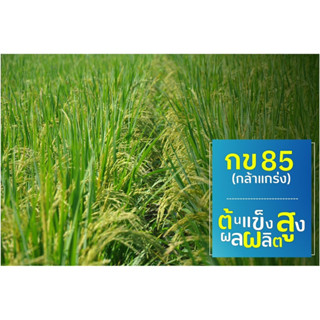 พันธุ์ข้าวปลูก กข 85 (ต้นแข็ง แตกกอดี อายุเก็บเกี่ยว115-120วัน)