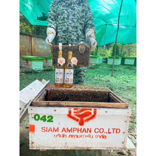 🌳น้ำผึ้งเกสรดอกไม้ป่าเดือน5แท้ 🐝🍯ตรา ภูผาผึ้ง 🐝🌳ชุด 1 ขวด🐝🌳