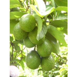 ต้นพันธุ์อโวคาโด้ เพาะเมล็ด สำหรับปลูกในถุงดำ 39 บาท ต้นโตแข็งแรงทนทาน