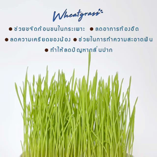 หญ้าแมว ต้นอ่อนข้าวสาลี ปลูกขึ้นง่าย ถาดปลูกมีรูระบายน้ำ สำหรับแมว กระต่าย หนู นก หมา | โตไว ปลอดภัย