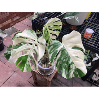 Monstera Albo holland มอนเตร่าด่าง