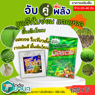 🌾 ชุดคู่หูเพิ่มพลังคูณ2 มัสแตง+ดีน่า ขนาด100กรัม+5กรัม (ฟลูวิคแอซิด+อะมิโนแอซิด) ดึงใบอ่น แตกยอด ฟื้นต้นโทรม