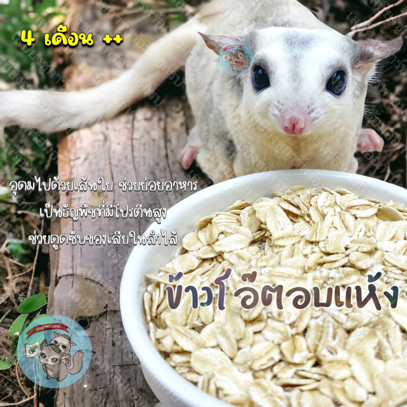 ( ข้าวโอ๊ตอบแห้ง ) OAT ข้าวโอ๊ต ข้าวโอ๊ตแผ่น ธัญพืช อาหาร ขนม ชูการ์ กระรอก แฮมสเตอร์ ดอร์เมาส์ นก สัตว์เล็ก สัตว์เลี้ยง
