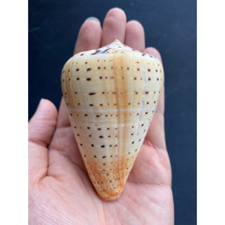 Natural yellow corn shape large sea snail 7-11cm