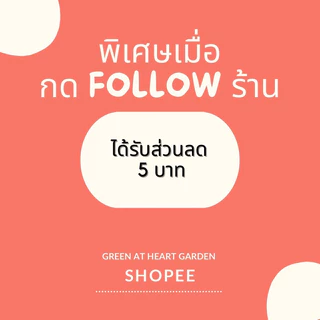 มะละกอเตี้ยชุมแพ ต้นเตี้ย ในถุงดำขนาด 3.5 x 7 นิ้ว