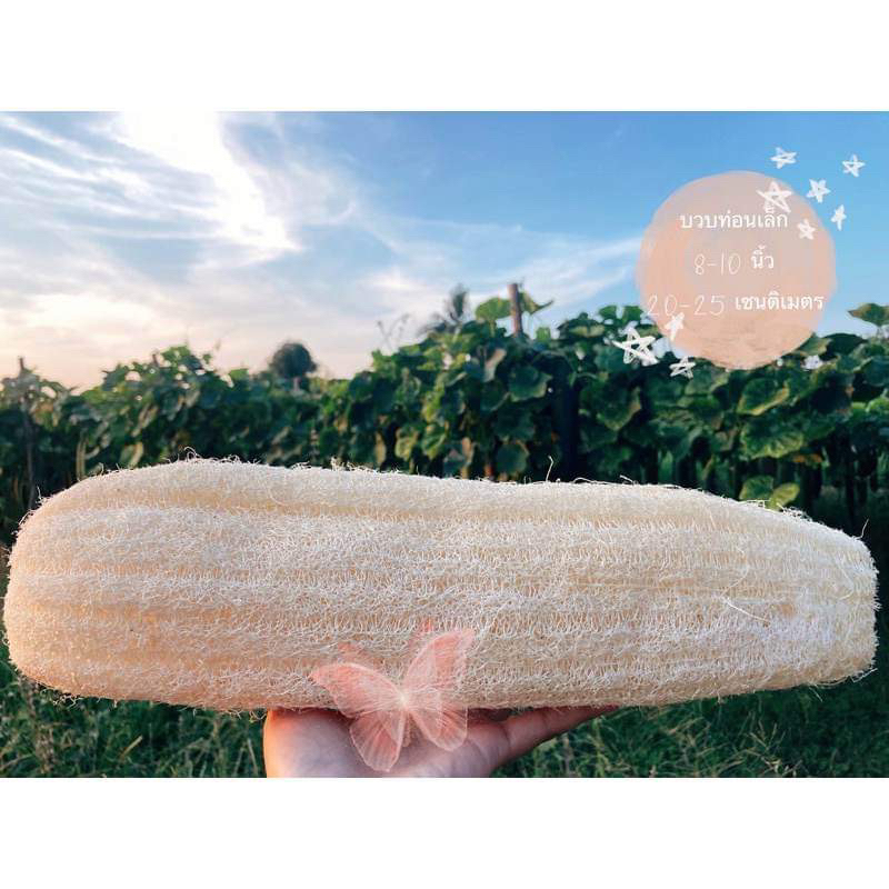 ใยบวบ ขนาด 20-25 เซ็นติเมตร ใยบวบอาบน้ำ ใยบวบขัดตัว