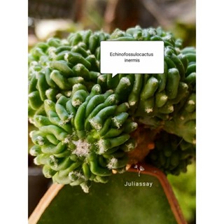 Echinofossulocactus inermis สวยๆ หน่อเด็ดสด kikko cactus