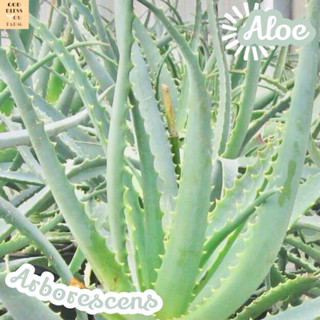 [อะโล คบเพลิง] Aloe Arborescens แคคตัส ต้นไม้ ไม้หนาม ไม้ทนแล้ง กุหลาบหิน ไม้อวบน้ำ พืชอวบน้ำ succulent cactus กระบองเพช