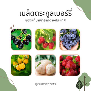 เมล็ดพืชตระกูลเบอร์รี่ #เมล็ดแบล็คเบอร์รี่ #เมล็ดราสเบอร์รี่ #เมล็ดบลูเบอร์รี่ #เมล็ดสตรอเบอร์รี่