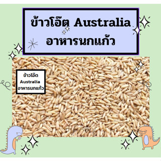 ข้าวโอ๊ต Australia อาหารนกแก้ว และสัตว์ฟันแทะ รับประกันความสะอาด ร่อนฝุ่นทุกถุง (แบ่งขาย 250G / 500G /1KG)