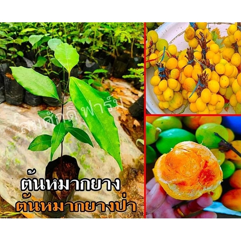 ยางป่า,ลูกคุย ผลไม้ป่าโบราณหาทานยาก รสเปรี้ยวอมหวาน (ซื้อ 10 ต้น เเถมฟรี 1 ต้น) สินค้าเสียหายยินดีเคลมฟรี