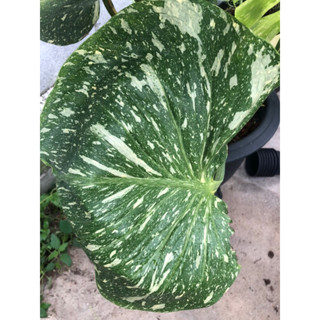 ต้นมอนสเตอร่า ไทยคอนด่าง Monstera Thai Constellation Variegated ใบสวย