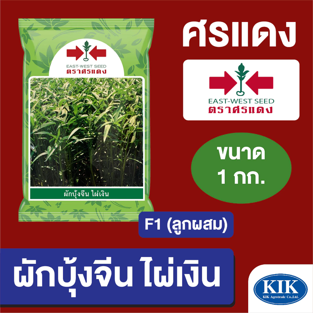 เมล็ดพันธุ์ ผักซอง ศรแดง BIG ผักบุ้งจีน ไผ่เงิน บรรจุ 1 กิโลกรัม