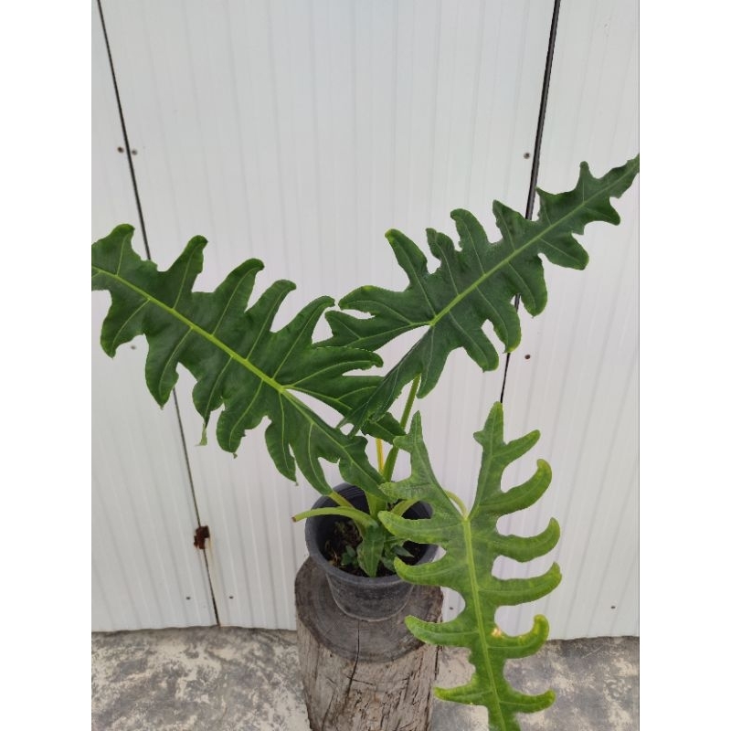 Alocasia Portei อโลคาเซีย โปเต้