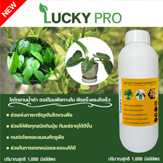 ไคโตซานน้ำดำ1000MLฮอร์โมนพืชทางใบพืชแข็งแรงโตเร็วเพิ่มผลผลิตLUCKY PROป้องกันจากเชื้อราใช้ร่วมกับตัวยาอื่นๆได้