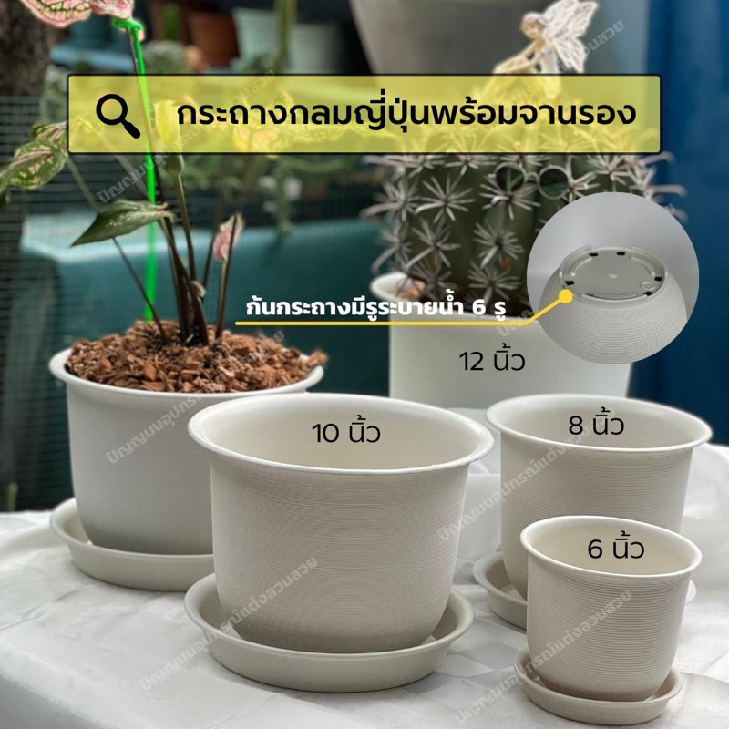 กระถางกลมญี่ปุ่นขนาด 6 นิ้ว 8 นิ้ว 10 นิ้ว 12 นิ้ว และ 15 นิ้ว พร้อมจานรอง
