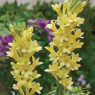 ซ่อนกลิ่นฮอลแลนด์ Polianthes ดอกหอมปลูกแดดจัด