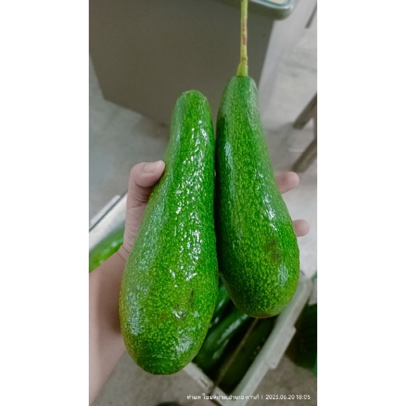 Avocado สายพันธุ์ 034ขนาด3-4ลูกโล