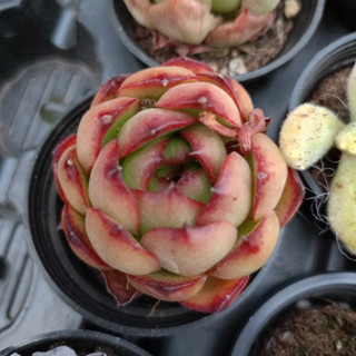 พร้อมส่ง กุหลาบหิน HYBRID ไม้อวบน้ำ ไฮบริด สายพันธุ์ใหม่ๆ กระถาง 5 cm succulent echeveria haworthia lithop Cactus