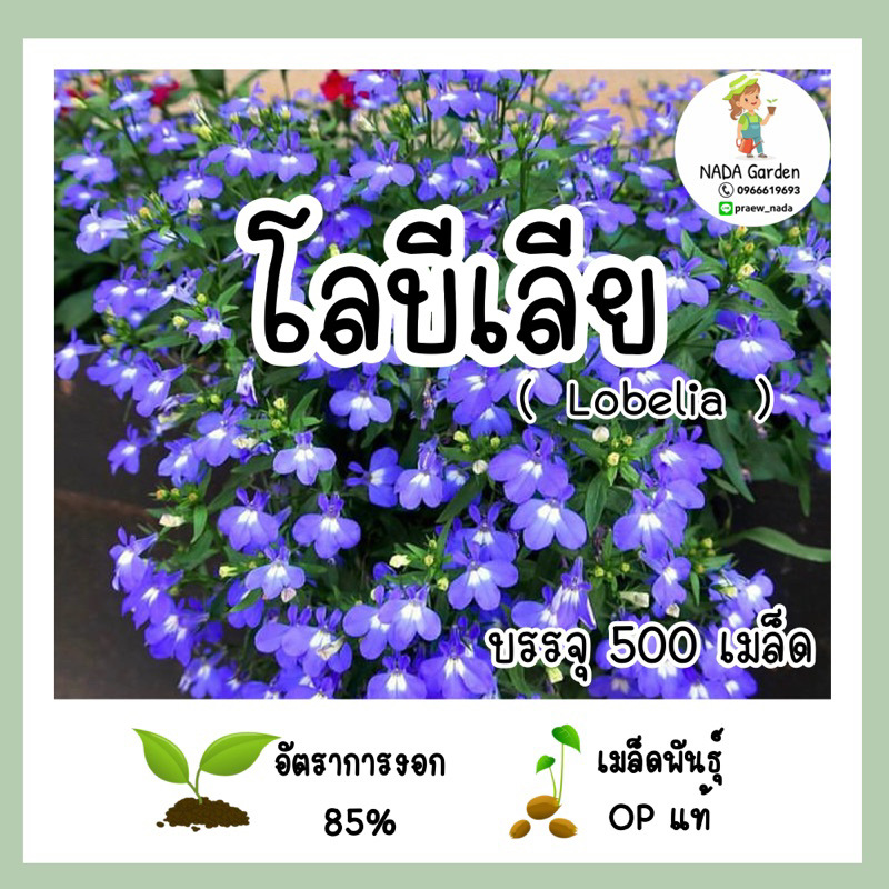 เมล็ดพันธุ์โลบีเลีย( Lobelia ) บรรจุ 500 เมล็ด สายพันธุ์ OP แท้100%