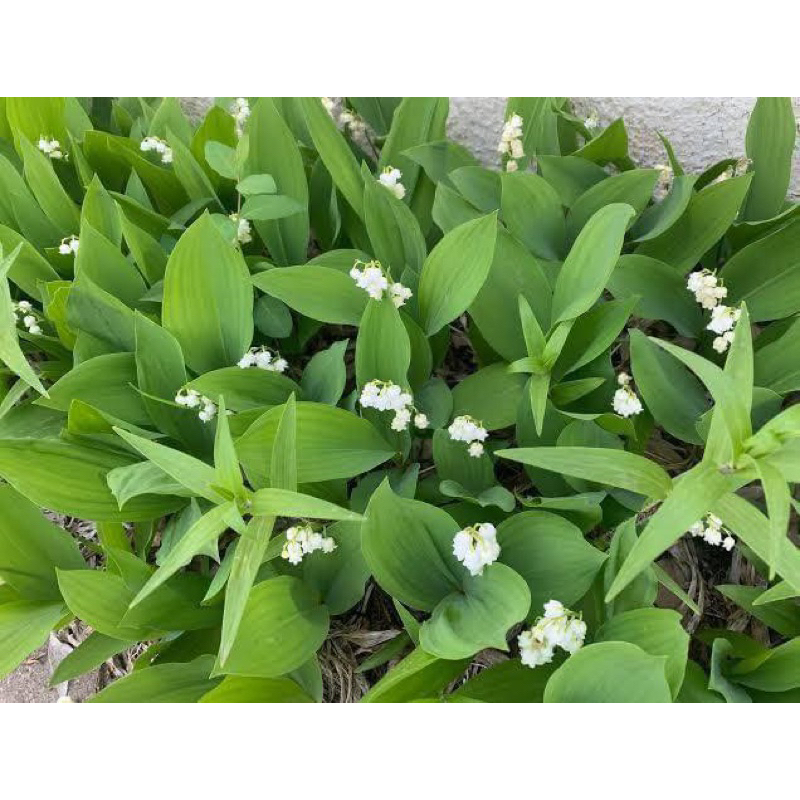 ลิลลี่ระฆัง valley ตัวอย่างกอรูปที่3 (lily of the valley)