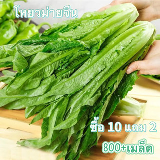 เมล็ดพันธุ์ โหยวม่ายจีน ผักโหยวม่ายจีน (Lactuca sativa var longifoliaf. Lam)พันธุ์ดาวเรือง ผักกาดหอม[10 แถม 2 คละได้ ]
