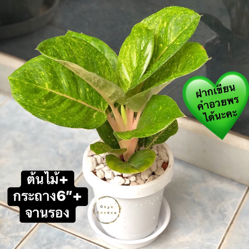 ต้นอโกลนีมากำไลทองไม้เสริมโชคลาภได้พร้อมกระถาง6”นิ้วและจานรองไม้ฟอกอากาศ