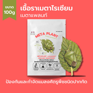 เมธาไรเซียม (100g) กำจัดแมลงศัตรูพืช ออร์แกนิคแท้ เพาะเชื้อในห้องLAB100% ปลอดภัยต่อผู้ใช้และสัตว์เลี้ยง