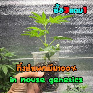 กิ่งชำกัญชาเพศเมีย100% SIZE M in house genetics