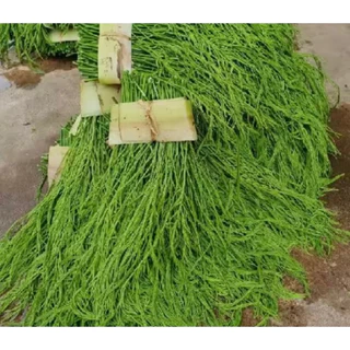 กิ่งชะอมพันธุ์หนามน้อยหนามสั้นพร้อมปลูก🔥1️⃣ ชุด 5 กิ่ง 74 บาท 🌱รับประกันรากเต็มทุกกิ่งราคาส่งจากสวนโดยตรง🚛