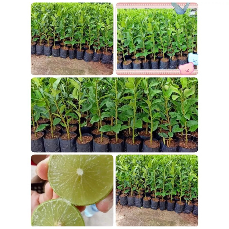 มะนาวแป้นพิจิตร 1 🔥กิ่งทาบเสียบยอดขนาด50-70cmต้นแข็งแรงมีรากแก้วชำเรียบร้อยพร้อมปลูก บางก็เริ่มออกดอกออกลูกแล้ว - รูปที่ 3
