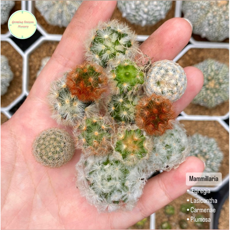 [05.07.2023] เซ็ตหน่อแมม & ปาดยอด (ส่วนบน) บางอันเริ่มมีรากมาแล้ว Mammillaria Offshoot Set แคคตัส กร