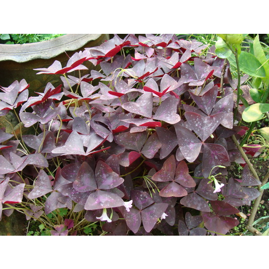 ต้นพันธุ์ ต้นผีเสื้อราตรี ต้นดอกผีเสื้อราตรี  Oxalis triangularis  พร้อมปลูกในถุงดำ 39 บาท   ดอกไม้ท