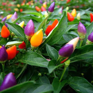9 บาท เมล็ดพันธุ์ พริก7สี คละสี ทานได้