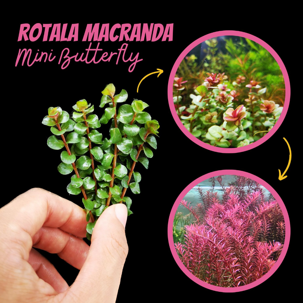 โรทาล่า มาครานด้า/มินิบัตเตอร์ฟลาย – ROTALA MACRANDRA/MINI BUTTERFLY ต้นไมน้้ำ ราคา ถูกที่สุด ดีลบีเคเค แกลเลอรีภาพที่ 3