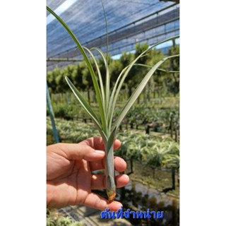 Tillandsia balbisiana