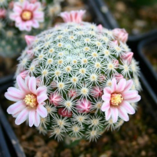 Mammillaria shiedeana ssp. giselae 30เมล็ด89